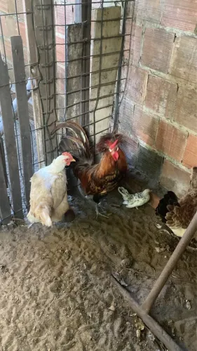 Galo polonês de chifre