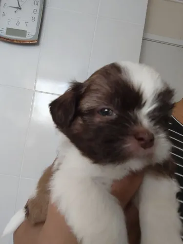 Filhote Shitzu macho 600$