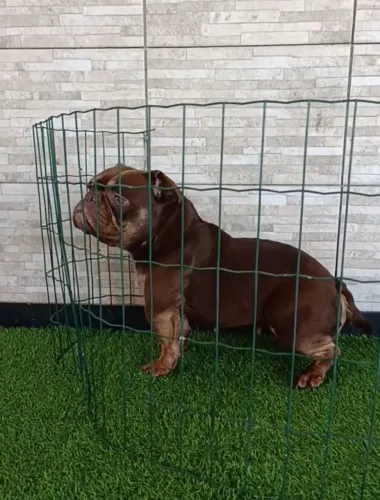Disponíveis 1 ano e meio fêmea American Bully muito pequena e estruturada