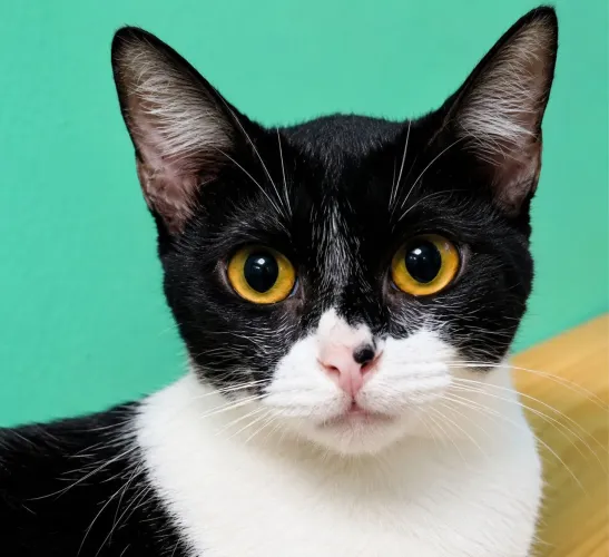 Gata castrada e vacinada 