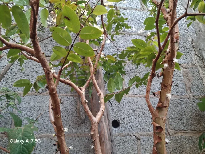 Jabuticaba grande enxertada