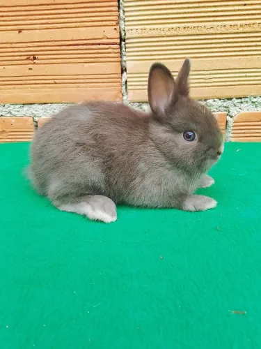 Coelho Anão Netherland Dwarf