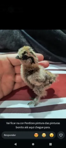 Galinha sedosa pintos e ovos