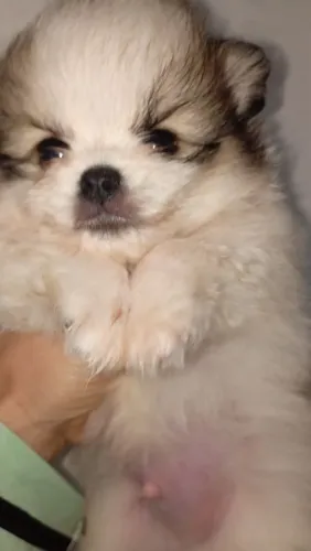 Lulu Pomerânia macho 