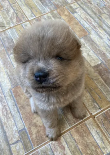 Chow chow