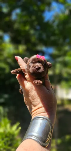 Shih tzu femea chocolate kitkat