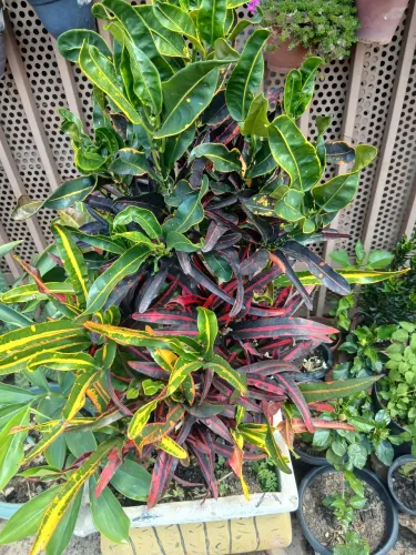 Planta cronton