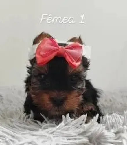 Fêmea de Yorkshire pequena 1.400