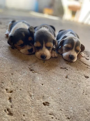 Beagle - PROMOÇÃO