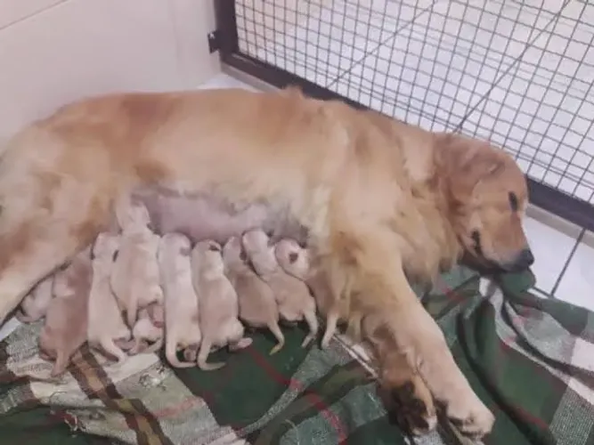 Doação de filhotes de Golden retriever