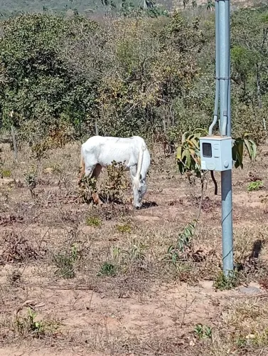 Égua boa de cela 