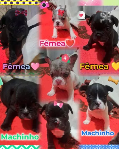 Buldogue francês