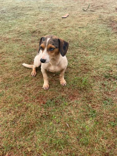 cachorro basset arlequim
