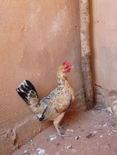Galinha