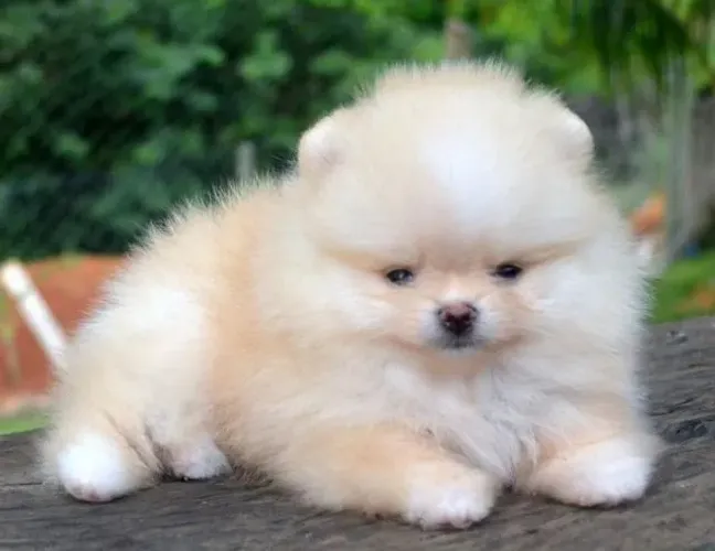 Spitz alemão Conheça o filhotinho que pode fazer sentido para você