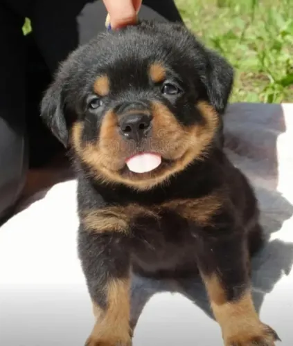 Rottweiler Filhotes Cabeça De Touro. 