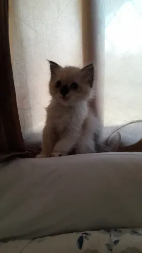 Gatinha persa