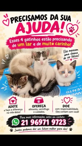 Doa se filhotes de gato