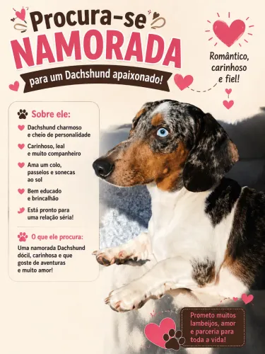 Dachshund salsicha Mofado macho procurando namorada.