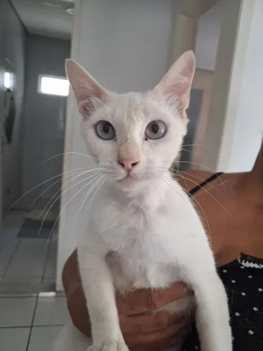 Gata para adoção
