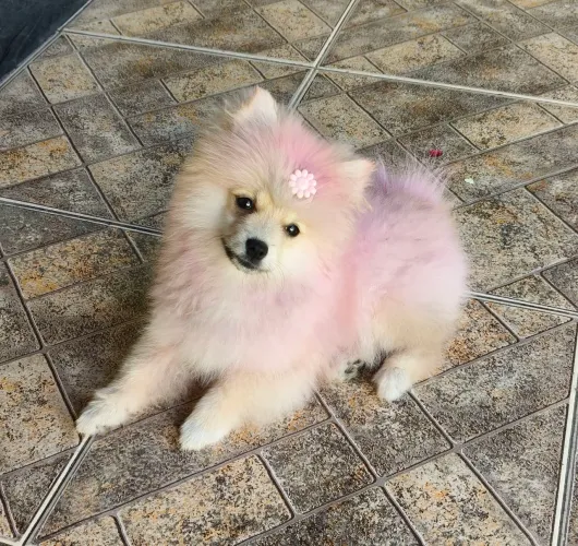 Lulu da Pomerânia fêmea