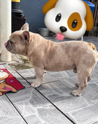 Buldog francês 