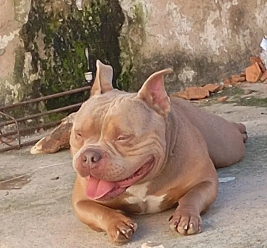 American bully micro