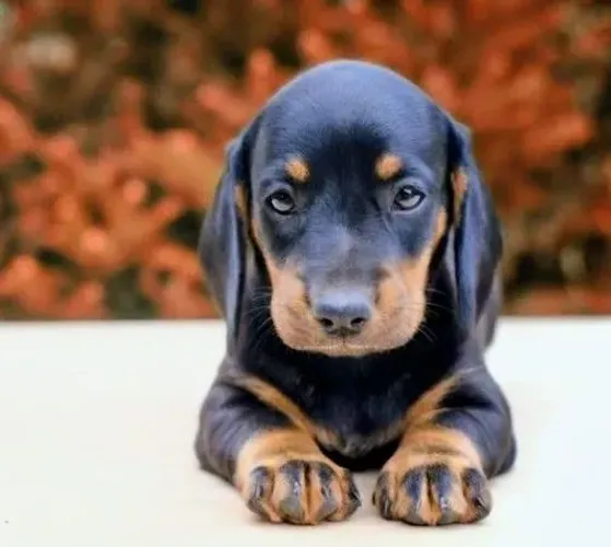 Basset dachshund macho