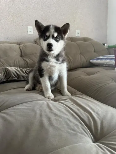 Vendo Husky siberiano