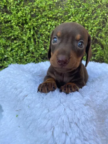Dachshund chocolate 