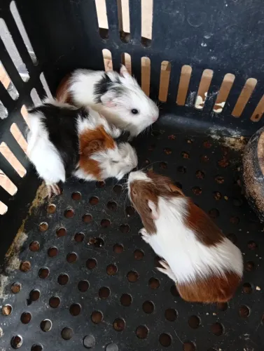 Porquinho da Índia filhotes peruano