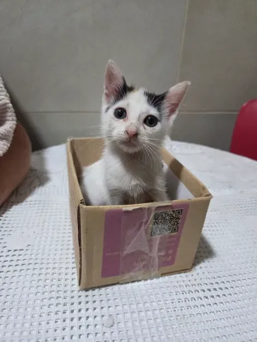 Gatinha filhote para adoção