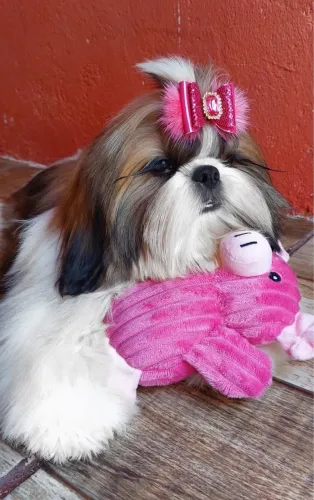 Shih tzu fêmea