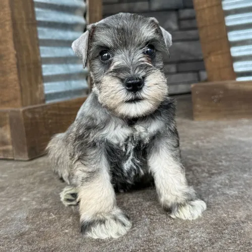 Schnauzer Miniatura | Com contrato. 