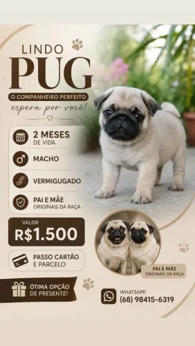 Cachorro raça Pug