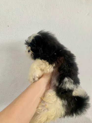 Vendo filhote de Shihtzu Fêmea 