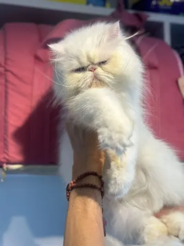 Gata persa com 9 meses