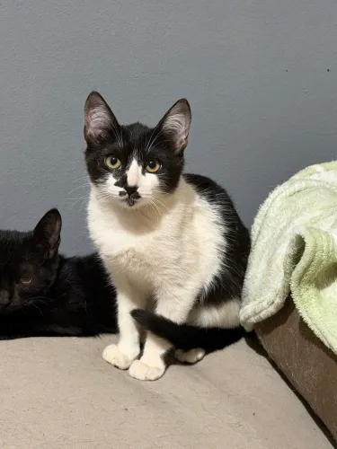 Gatinhos para doação