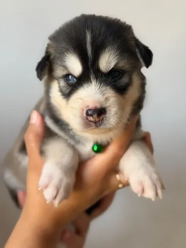 Husky siberiano