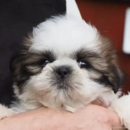 Filhote de cachorro muito carinhoso Shih tzu/Shitzu
