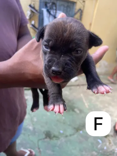 filhote de Pitbull 14 dias de vida no precinho 