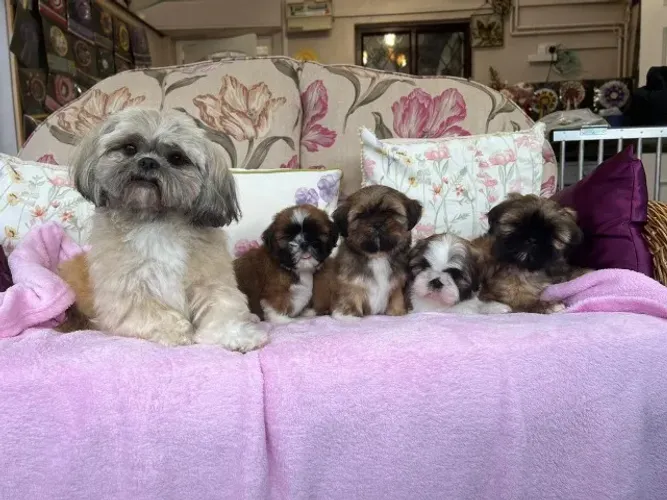 Bebezinho shih tzu/shitzu companheiro leal com saúde e procedência garantida