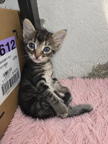 Gatinha fêmea para adoção