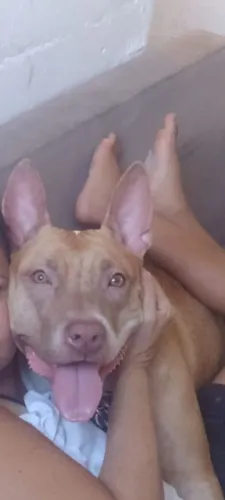 Cachorra Pitbull fêmea