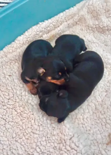 Filhote de cachorro pincher 0 com 1