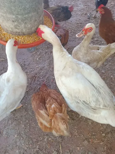 Pato a venda