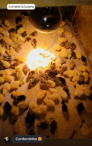 Pontinhos de Codorna Gigante ( até 5 dias de vida )