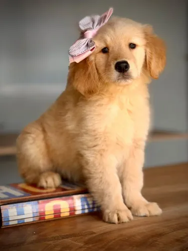 Goldens para Resende