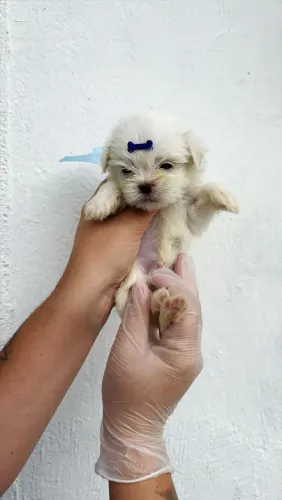 Filhote de Maltês um pacotinho de amor e alegria