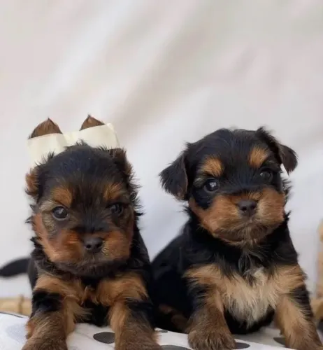 Filhote de Yorkshire Terrier - Pequeno Porte